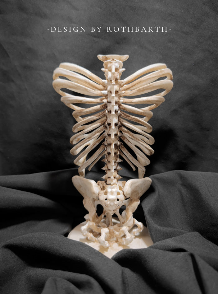 Butterfly Rib Candle Holder-Bone