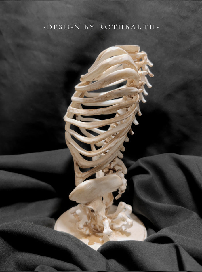 Butterfly Rib Candle Holder-Bone